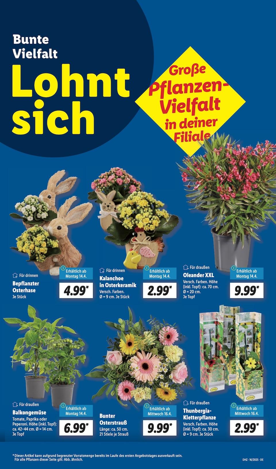 Lidl Aktueller Prospekt ab Montag Seite 11