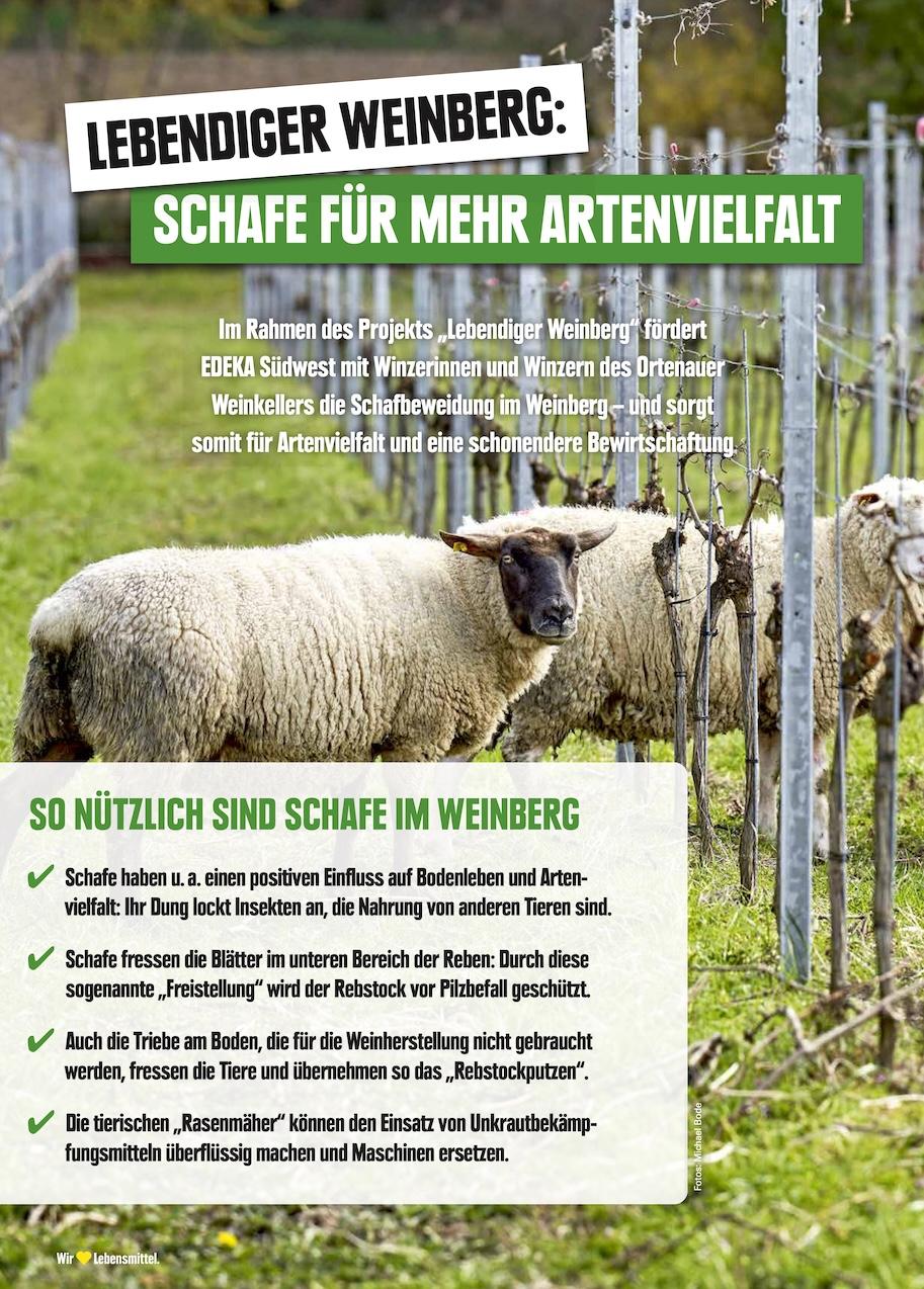 Edeka Prospekt ab Montag - Rheinland - Pfalz Seite 12