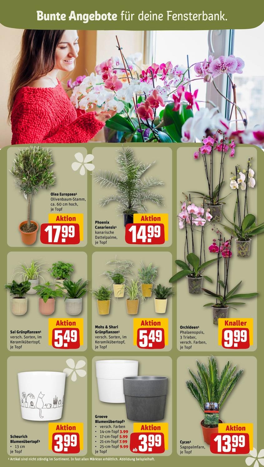 Rewe Aktueller Prospekt ab Montag Seite 15