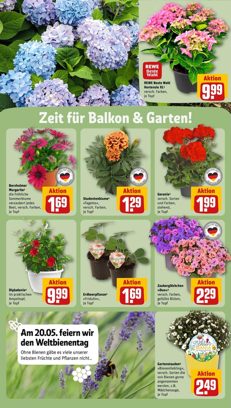 Rewe Aktueller Prospekt ab Montag Seite 24